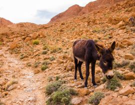 Lais Puzzle - Esel im Atlasgebirge, Tinghir, Marokko in Afrika - 40, 100, 200, 500, 1.000 & 2.000 Teile