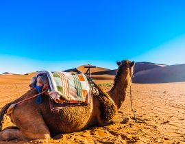 Lais Puzzle - Kamel vor Sanddünen in der Wüste Sahara in der Nähe von Mhamid - Marokko - 40, 100, 200, 500, 1.000 & 2.000 Teile