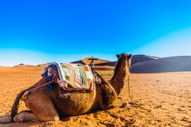 Lais Puzzle - Kamel vor Sanddünen in der Wüste Sahara in der Nähe von Mhamid - Marokko - 2.000 Teile