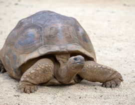 Lais Puzzle - Riesenschildkröten, dipsochelys gigantea auf der tropischen Insel Mauritius - 40, 100, 200, 500, 1.000 & 2.000 Teile