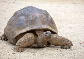 Lais Puzzle - Riesenschildkröten, dipsochelys gigantea auf der tropischen Insel Mauritius - 1.000 Teile