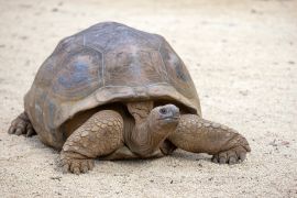 Lais Puzzle - Riesenschildkröten, dipsochelys gigantea auf der tropischen Insel Mauritius - 2.000 Teile