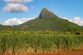 Lais Puzzle - Zuckerrohrfelder und Berge auf der Insel Mauritius, Afrika - 2.000 Teile