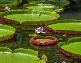 Lais Puzzle - Riesige Seerose im botanischen Garten auf der Insel Mauritius . Victoria amazonica, Victoria regia - 40, 100, 200, 500, 1.000 & 2.000 Teile