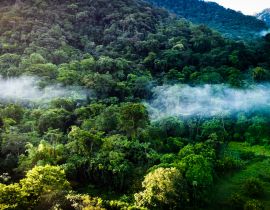 Lais Puzzle - La selva de la reserva de la biosfera de Los Tuxtlas, lleno de biodiversidad, esta área natural protegida se ubica en Veracruz, México - 40, 100, 200, 500, 1.000 & 2.000 Teile