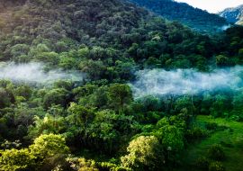 Lais Puzzle - La selva de la reserva de la biosfera de Los Tuxtlas, lleno de biodiversidad, esta área natural protegida se ubica en Veracruz, México - 1.000 Teile