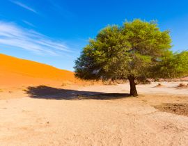 Lais Puzzle - Sossusvlei Namibia, landschaftlich reizvolle Tonsalzebene mit geflochtenen Akazienbäumen und majestätischen Sanddünen. Namib Naukluft National Park - 40, 100, 200, 500, 1.000 & 2.000 Teile