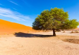 Lais Puzzle - Sossusvlei Namibia, landschaftlich reizvolle Tonsalzebene mit geflochtenen Akazienbäumen und majestätischen Sanddünen. Namib Naukluft National Park - 1.000 Teile