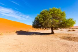 Lais Puzzle - Sossusvlei Namibia, landschaftlich reizvolle Tonsalzebene mit geflochtenen Akazienbäumen und majestätischen Sanddünen. Namib Naukluft National Park - 2.000 Teile