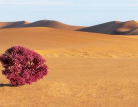 Lais Puzzle - Dünen, lila Busch und Sand in der Namib-Wüste - 40, 100, 200, 500, 1.000 & 2.000 Teile