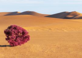Lais Puzzle - Dünen, lila Busch und Sand in der Namib-Wüste - 1.000 Teile