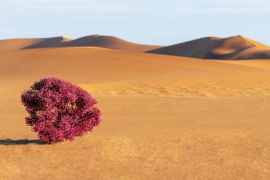 Lais Puzzle - Dünen, lila Busch und Sand in der Namib-Wüste - 2.000 Teile