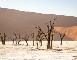 Lais Puzzle - Deadvlei im Sossusvlei Park, Namibia - 40, 100, 200, 500, 1.000 & 2.000 Teile