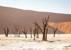 Lais Puzzle - Deadvlei im Sossusvlei Park, Namibia - 1.000 Teile