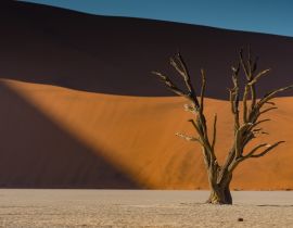 Lais Puzzle - Abgestorbener Kameldornbaum vor orangefarbenen Sanddünen und blauem Himmel während des Sonnenaufgangs im Deadvlei, Sossusvlei, Namib-Naukluft National Park - 40, 100, 200, 500, 1.000 & 2.000 Teile