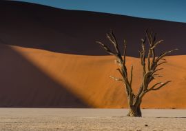 Lais Puzzle - Abgestorbener Kameldornbaum vor orangefarbenen Sanddünen und blauem Himmel während des Sonnenaufgangs im Deadvlei, Sossusvlei, Namib-Naukluft National Park - 1.000 Teile