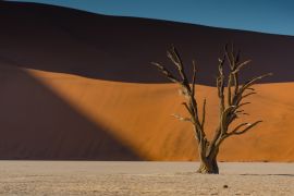 Lais Puzzle - Abgestorbener Kameldornbaum vor orangefarbenen Sanddünen und blauem Himmel während des Sonnenaufgangs im Deadvlei, Sossusvlei, Namib-Naukluft National Park - 2.000 Teile