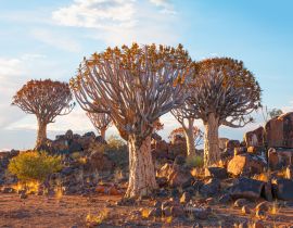 Lais Puzzle - Sonnenaufgang im Köcherbaumwald bei Keetmanshoop, Namibia - 40, 100, 200, 500, 1.000 & 2.000 Teile