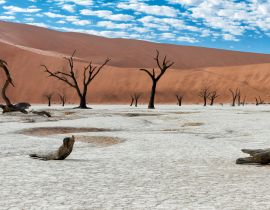 Lais Puzzle - Abgestorbene Bäume bei Sonnenaufgang im Dead Vlei im Sossusvlei, Teil des Namib-Naukluft-Nationalparks - Namibia - 40, 100, 200, 500, 1.000 & 2.000 Teile