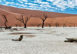 Lais Puzzle - Abgestorbene Bäume bei Sonnenaufgang im Dead Vlei im Sossusvlei, Teil des Namib-Naukluft-Nationalparks - Namibia - 1.000 Teile