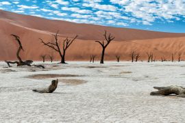 Lais Puzzle - Abgestorbene Bäume bei Sonnenaufgang im Dead Vlei im Sossusvlei, Teil des Namib-Naukluft-Nationalparks - Namibia - 2.000 Teile