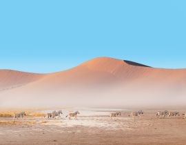 Lais Puzzle - Erstaunliche Zebras, die durch die afrikanische Savanne laufen - Namib-Wüste im Hintergrund - Etosha-Nationalpark, Namibia - 40, 100, 200, 500, 1.000 & 2.000 Teile