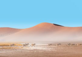 Lais Puzzle - Erstaunliche Zebras, die durch die afrikanische Savanne laufen - Namib-Wüste im Hintergrund - Etosha-Nationalpark, Namibia - 1.000 Teile
