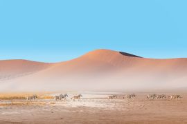 Lais Puzzle - Erstaunliche Zebras, die durch die afrikanische Savanne laufen - Namib-Wüste im Hintergrund - Etosha-Nationalpark, Namibia - 2.000 Teile