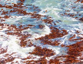 Lais Puzzle - Falsches Rotes Seemoos, eine Rotalgenart aus dem südlichen Atlantik - Namibia - 40, 100, 200, 500, 1.000 & 2.000 Teile