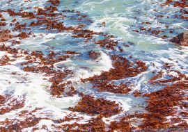 Lais Puzzle - Falsches Rotes Seemoos, eine Rotalgenart aus dem südlichen Atlantik - Namibia - 1.000 Teile