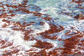 Lais Puzzle - Falsches Rotes Seemoos, eine Rotalgenart aus dem südlichen Atlantik - Namibia - 2.000 Teile