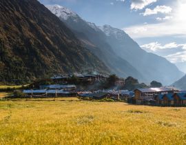 Lais Puzzle - Gerstenreisfeld im Dorf Lho auf der Trekkingroute der Manaslu-Runde, Himalaya-Gebirge in Nepal - 40, 100, 200, 500, 1.000 & 2.000 Teile