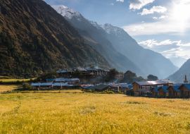Lais Puzzle - Gerstenreisfeld im Dorf Lho auf der Trekkingroute der Manaslu-Runde, Himalaya-Gebirge in Nepal - 1.000 Teile