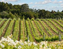 Lais Puzzle - Weinberg in Neuseeland - 40, 100, 200, 500, 1.000 & 2.000 Teile