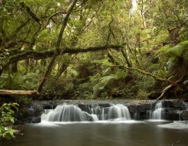 Lais Puzzle - Wasserfall im Küstenwald der Catlins in Neuseeland - 40, 100, 200, 500, 1.000 & 2.000 Teile