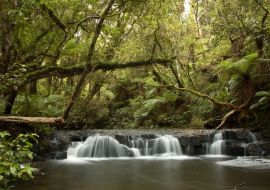 Lais Puzzle - Wasserfall im Küstenwald der Catlins in Neuseeland - 1.000 Teile