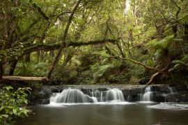 Lais Puzzle - Wasserfall im Küstenwald der Catlins in Neuseeland - 2.000 Teile