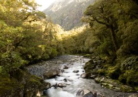 Lais Puzzle - Buchenwald auf der Südinsel Neuseelands - 1.000 Teile