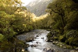Lais Puzzle - Buchenwald auf der Südinsel Neuseelands - 2.000 Teile