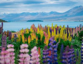 Lais Puzzle - Landschaft am Lake Tekapo Lupinenfeld in Neuseeland - 40, 100, 200, 500, 1.000 & 2.000 Teile