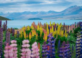 Lais Puzzle - Landschaft am Lake Tekapo Lupinenfeld in Neuseeland - 1.000 Teile