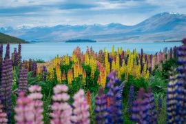 Lais Puzzle - Landschaft am Lake Tekapo Lupinenfeld in Neuseeland - 2.000 Teile