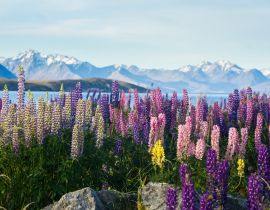 Lais Puzzle - Neuseeländische Lupinen im Frühling - 40, 100, 200, 500, 1.000 & 2.000 Teile