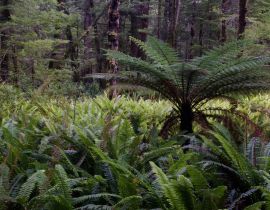 Lais Puzzle - Regenwald mit neuseeländischem Baumfarn Dicksonia squarrosa und Kronenfarnen Lomaria discolor. Fiordland-Nationalpark. Südinsel. Neuseeländisch - 40, 100, 200, 500, 1.000 & 2.000 Teile