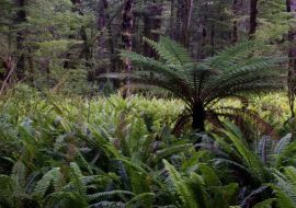 Lais Puzzle - Regenwald mit neuseeländischem Baumfarn Dicksonia squarrosa und Kronenfarnen Lomaria discolor. Fiordland-Nationalpark. Südinsel. Neuseeländisch - 1.000 Teile