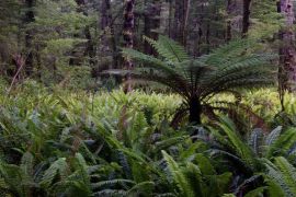 Lais Puzzle - Regenwald mit neuseeländischem Baumfarn Dicksonia squarrosa und Kronenfarnen Lomaria discolor. Fiordland-Nationalpark. Südinsel. Neuseeländisch - 2.000 Teile