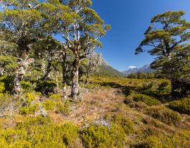 Lais Puzzle - Tal in der Nähe des Sees Howden Hut, Fjordland, Neuseeland - 40, 100, 200, 500, 1.000 & 2.000 Teile
