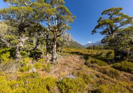 Lais Puzzle - Tal in der Nähe des Sees Howden Hut, Fjordland, Neuseeland - 1.000 Teile