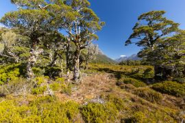 Lais Puzzle - Tal in der Nähe des Sees Howden Hut, Fjordland, Neuseeland - 2.000 Teile