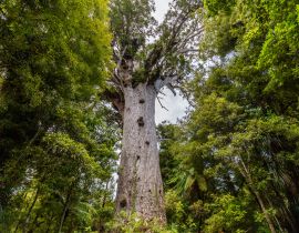 Lais Puzzle - Tane Mahuta, der Herr des Waldes: der größte Kauri-Baum im Waipoua Kauri Forest, Neuseeland - 40, 100, 200, 500, 1.000 & 2.000 Teile